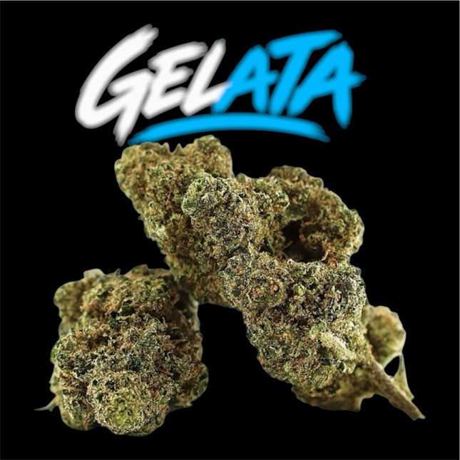 GELATA HempStash